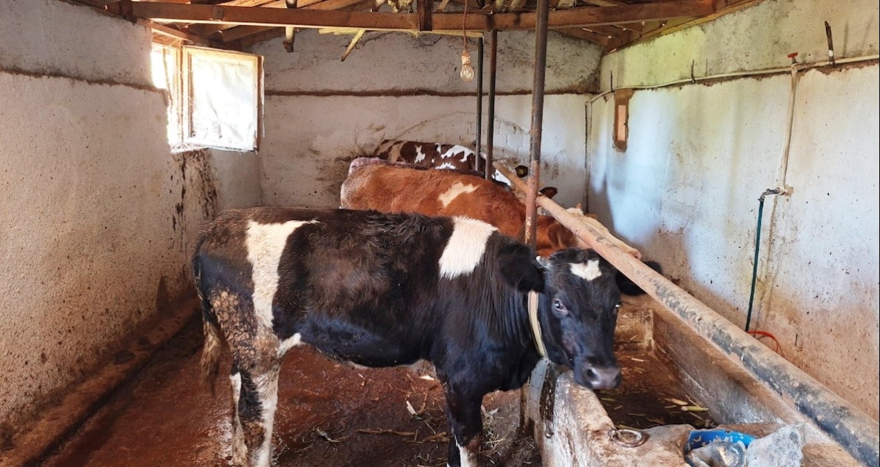 sap alarmi devrede ilce karantinaya alindi EbAqHVuk