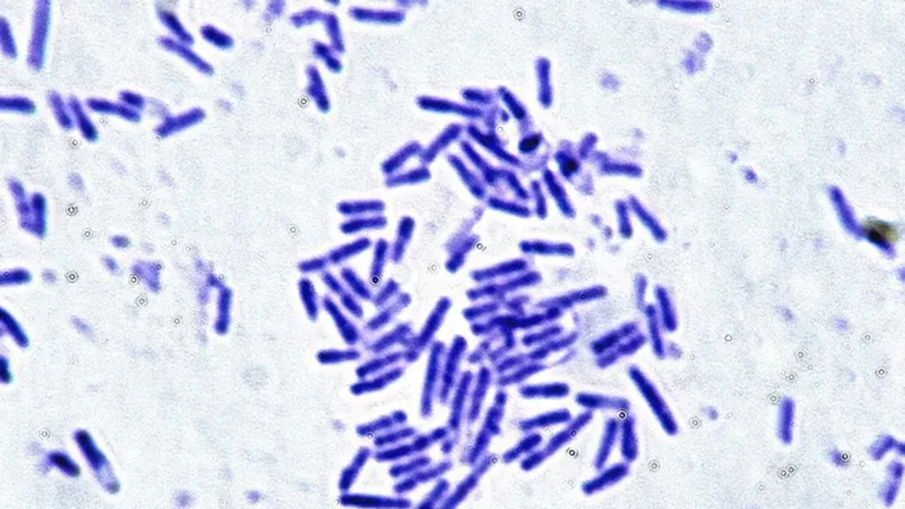 astronotlar icin umut veren kesif mikroorganizmalarin uzay direnci kanitlandi jZseb3Em.jpg